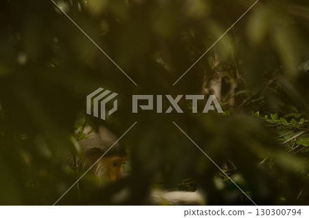 Red-shanked douc in the forest. Red-shanked douc in the forest. 130300794