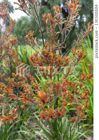 Western Australian native Red Kangaroo Paw plants in the garden, Anigozanthos, family Haemodoraceae. Western Australian native Red Kangaroo Paw plants in the garden, Anigozanthos, family Haemodoraceae. 130300884