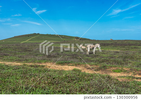 Trail along the coast and beaches from Jericoacoara to Pedra Furada in Ceara State, Brazil. 130300956