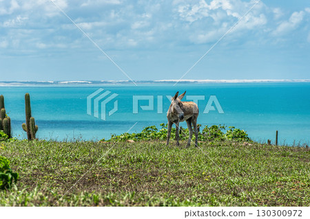 Serrote de Jericoacoara trail along the coast and beaches from Jericoacoara to Pedra Furada in Ceara State of Brazil 130300972