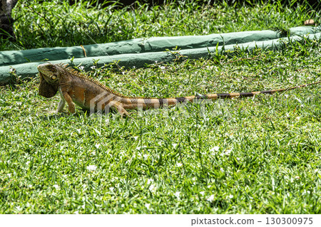 The Green Iguana, Iguana iguana, is a large species of lizard native to Central and South America. The Green Iguana, Iguana iguana, is a large species of lizard native to Central and South America. 130300975