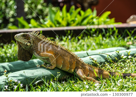 The Green Iguana, Iguana iguana, is a large species of lizard native to Central and South America. The Green Iguana, Iguana iguana, is a large species of lizard native to Central and South America. 130300977