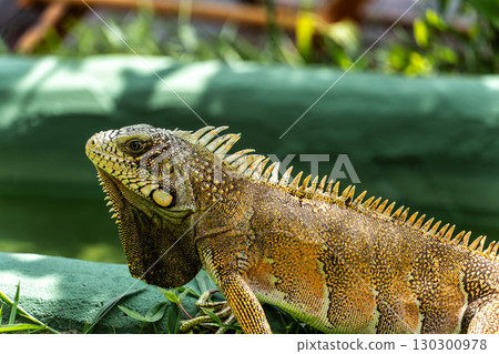 The Green Iguana, Iguana iguana, is a large species of lizard native to Central and South America. The Green Iguana, Iguana iguana, is a large species of lizard native to Central and South America. 130300978