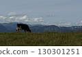Cow Grazing Peacefully with Mountain Backdrop 130301251