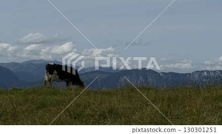 Cow Grazing Peacefully with Mountain Backdrop 130301251