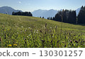 Alpine Wildflower Field with Mountain View 130301257