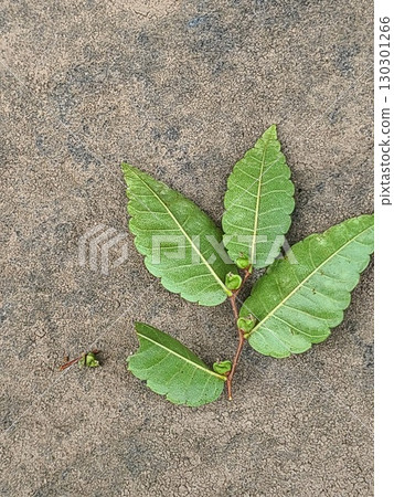 Fallen leaves on the ground 130301266