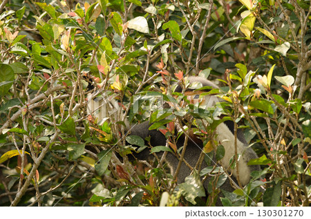 Red-shanked douc eating leaves. 130301270