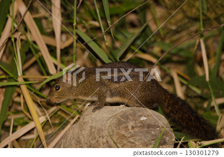 Berdmore's ground squirrel. 130301279