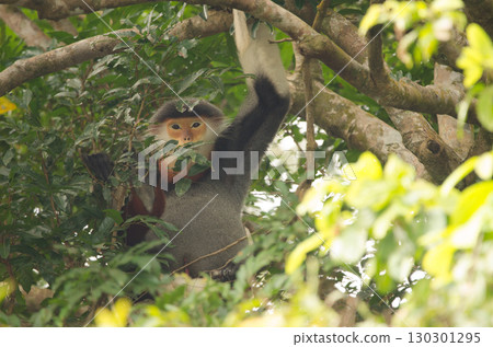 Red-shanked douc Pygathrix nemaeus. Red-shanked douc Pygathrix nemaeus. 130301295