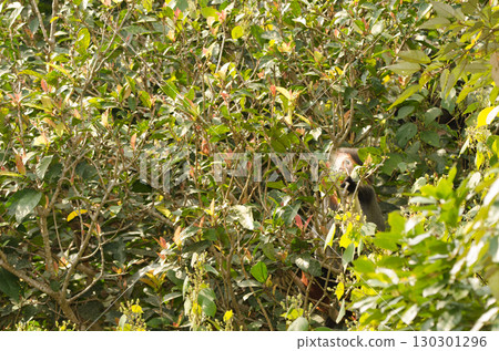 Red-shanked douc eating leaves. Red-shanked douc eating leaves. 130301296