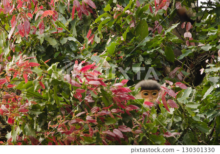 Red-shanked douc Pygathrix nemaeus. Red-shanked douc Pygathrix nemaeus. 130301330