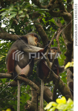 Red-shanked douc grooming its young. Red-shanked douc grooming its young. 130301333