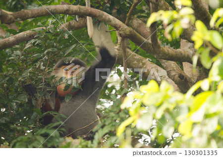 Red-shanked douc Pygathrix nemaeus. 130301335