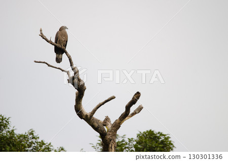 Crested honey buzzard. Crested honey buzzard. 130301336