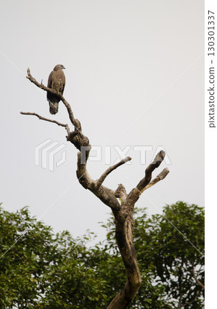 Crested honey buzzard. Crested honey buzzard. 130301337