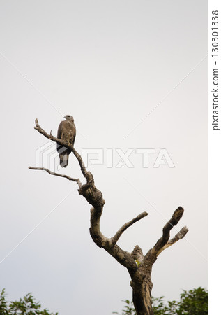 Crested honey buzzard. Crested honey buzzard. 130301338