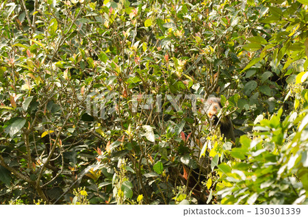 Red-shanked douc eating leaves. 130301339