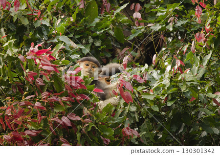 Red-shanked doucs Pygathrix nemaeus. Red-shanked doucs Pygathrix nemaeus. 130301342