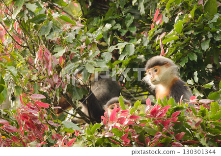 Red-shanked doucs Pygathrix nemaeus. Red-shanked doucs Pygathrix nemaeus. 130301344