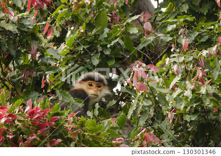 Red-shanked douc Pygathrix nemaeus. Red-shanked douc Pygathrix nemaeus. 130301346