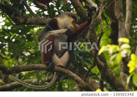 Red-shanked douc Pygathrix nemaeus. 130301348