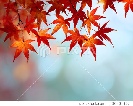 一片夢幻般的秋日景象，鮮紅的楓葉和充滿陽光 130301392