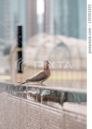 Pink color pigeon, laughing dove, Spilopelia senegalensis, beautiful bird. Pink color pigeon, laughing dove, Spilopelia senegalensis, beautiful bird. 130301935