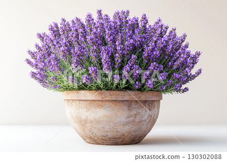 Vintage rural pot. Ceramic vase in village style with lavender plant with purple flowers on a white background. Herb bush in pot. Vintage rural pot. Ceramic vase in village style with lavender plant with purple flowers on a white background. Herb bush in pot. 130302088