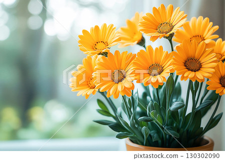 Gardening concept. Calendula plant with yellow flowers in pot on a white background. Close-up of a potted medicinal herb. 130302090
