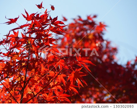 鮮紅的秋葉 130302093