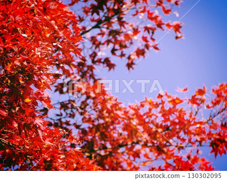 Blue skies and bright red autumn leaves Blue skies and bright red autumn leaves 130302095