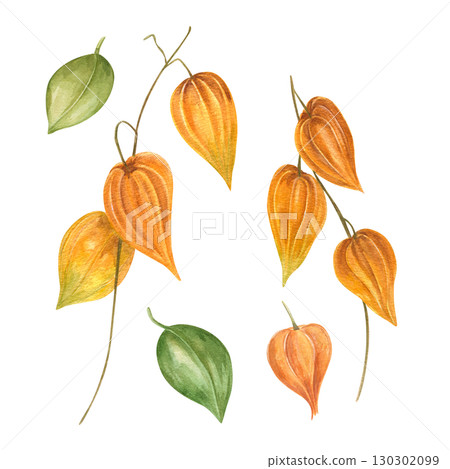 Physalis branches with bright orange lanterns watercolor illustration on isolated background clip art. Autumn decorative buds for holiday bouquets, festive winter design, Christmas decoration. Physalis branches with bright orange lanterns watercolor illustration on isolated background clip art. Autumn decorative buds for holiday bouquets, festive winter design, Christmas decoration. 130302099