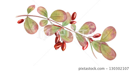 Watercolor barberry branches with bright red berries bunch and leaves. Wintergreen barberry clip art. Wild berry twig for autumn designs, herbal medicine concepts, healthy lifestyle decor. Watercolor barberry branches with bright red berries bunch and leaves. Wintergreen barberry clip art. Wild berry twig for autumn designs, herbal medicine concepts, healthy lifestyle decor. 130302107