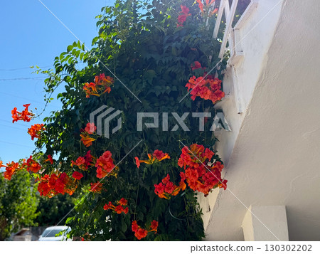 Orange trumpet flowers growing along white wall of building. Nature, beauty, and summer travel lifestyle with exotic outdoor vegetation. Orange trumpet flowers growing along white wall of building. Nature, beauty, and summer travel lifestyle with exotic outdoor vegetation. 130302202