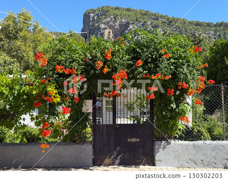 Orange trumpet flowers growing along white wall of building. Nature, beauty, and summer travel lifestyle with exotic outdoor vegetation. Orange trumpet flowers growing along white wall of building. Nature, beauty, and summer travel lifestyle with exotic outdoor vegetation. 130302203