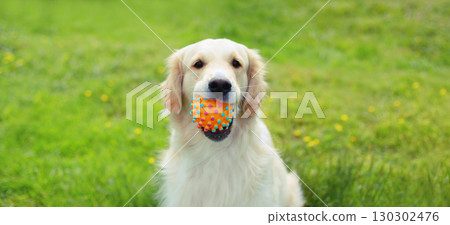 happy young Golden Retriever dog playing with rubber ball toy on grass in summer park happy young Golden Retriever dog playing with rubber ball toy on grass in summer park 130302476