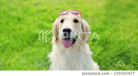 Golden Retriever dog in sunglasses outdoors sitting on grass in summer park Golden Retriever dog in sunglasses outdoors sitting on grass in summer park 130302477