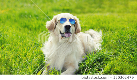 Golden Retriever dog in sunglasses outdoors sitting on grass in summer park Golden Retriever dog in sunglasses outdoors sitting on grass in summer park 130302479