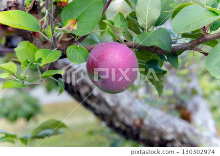 Single red apple hanging on tree branch with green leaves 130302974
