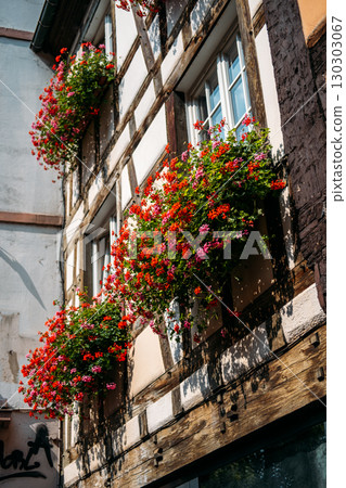 Traditional timber-framed building with overflowing flower boxes of red and pink geraniums in bright sunlight. Romantic facades, European heritage, ornamental architecture, seasonal living 130303067