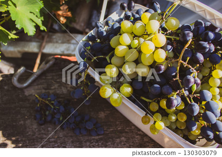 Heap of ripe grape in white basket on wooden bench. Autumn harvest. Autumn fruits. Bunch of juicy black and white grape in sunlight. Autumn agriculture. September nature. Healthy organic grapes. Heap of ripe grape in white basket on wooden bench. Autumn harvest. Autumn fruits. Bunch of juicy black and white grape in sunlight. Autumn agriculture. September nature. Healthy organic grapes. 130303079