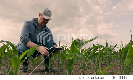 agriculture, farmer working corn field digital tablet, Smart farmer in digital era, Tablet for effective fieldwork, Young corn development, Modern business in agriculture, Productivity improvement 130303453
