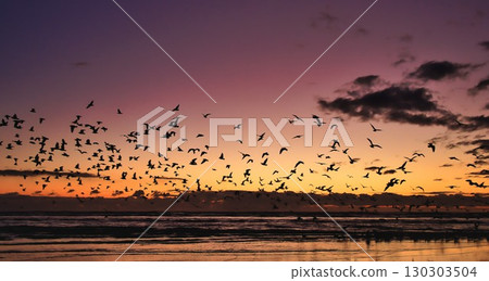 Evening Bird Flight at Foxton Beach New Zealand 130303504