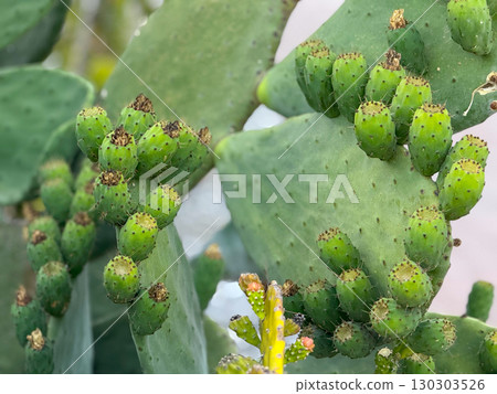 Prickly pear cactus with green fruits in natural outdoor setting. Growth, agriculture and exotic plant life in Mediterranean environment. 130303526