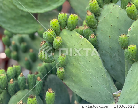 Close-up of prickly pear cactus fruits in detail. Natural growth, agriculture and exotic edible plants in outdoor environment. 130303528