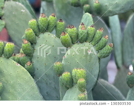 Prickly pear cactus with green fruits in natural outdoor setting. Growth, agriculture and exotic plant life in Mediterranean environment. Prickly pear cactus with green fruits in natural outdoor setting. Growth, agriculture and exotic plant life in Mediterranean environment. 130303530
