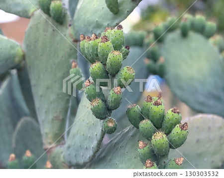 Close-up of prickly pear cactus fruits in detail. Natural growth, agriculture and exotic edible plants in outdoor environment. Close-up of prickly pear cactus fruits in detail. Natural growth, agriculture and exotic edible plants in outdoor environment. 130303532