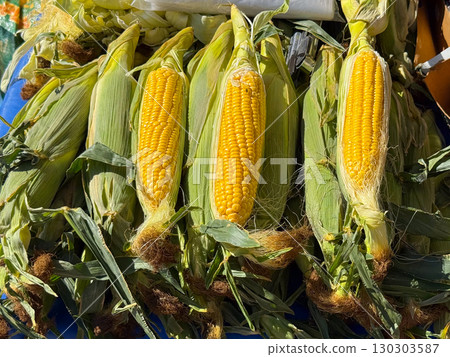 Fresh corn cobs in husks with yellow kernels on market stall. Agriculture, farming, and seasonal harvest with natural nutrition and healthy lifestyle. Fresh corn cobs in husks with yellow kernels on market stall. Agriculture, farming, and seasonal harvest with natural nutrition and healthy lifestyle. 130303587