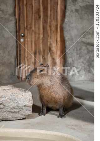 Capybara in a German zoo enclosure Capybara in a German zoo enclosure 130303724